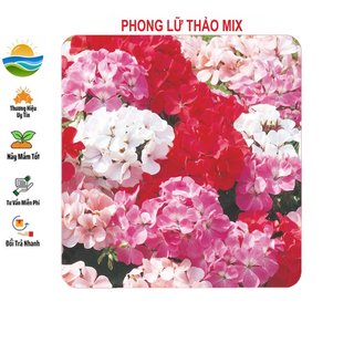 Hạt giống hoa phong lữ mix 10 hạt