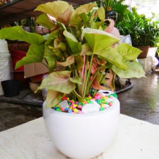Caladium Hồng - Trầu Bà Lá Hồng