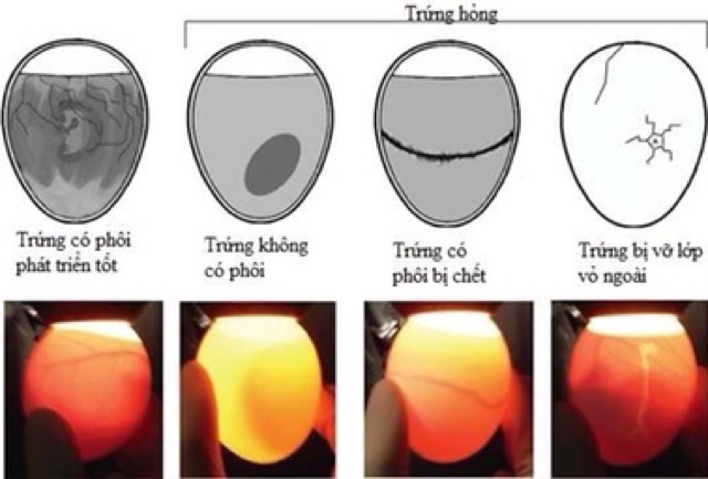 Máy Ấp Trứng Ánh Dương+Đèn Pin Soi Trứng+Gói Úm Cho Gà Con máy ấp trứng gà mini