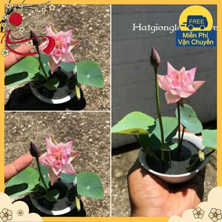 Phân Bón Chuyên Dùng Cho Hoa Sen Mini Nhật