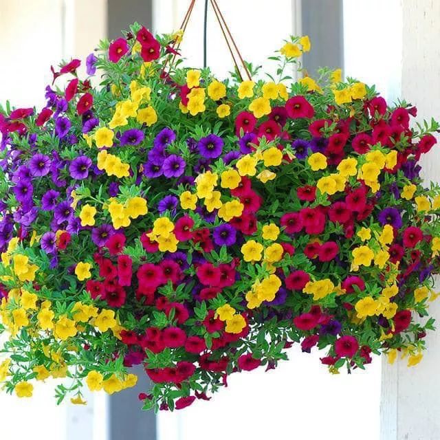Hạt Giống Hoa Triệu chuông ( ảnh khách của shop trồng tại Nam Định và Bình Dương)