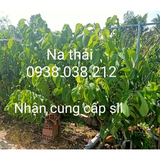 CÂY NA THÁI / MÃNG CẦU NA THÁI ( NA TRÁI TO )