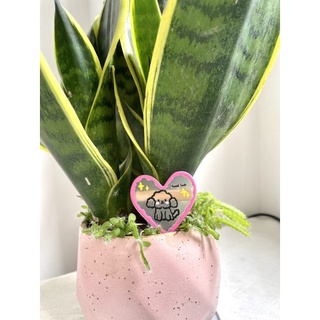 Kẹp tóc cute nhất quả đất (Có ảnh thật)