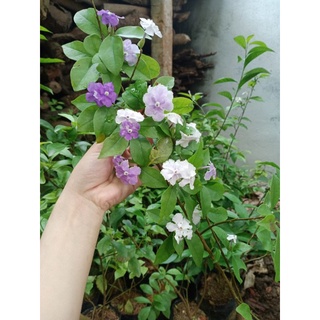 Cây hoa nhài nhật