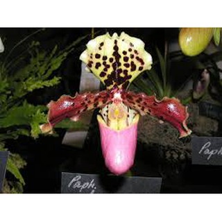 HÀI HENRY RỪNG TÂY BẮC
