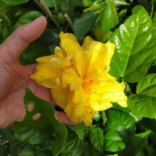Cây bông bụp thái cánh kép  (giao màu ngẫu nhiên)