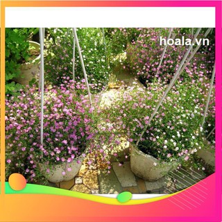 Hạt giống hoa baby mix - 50 hạt vietgar