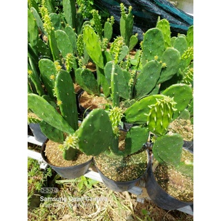 Xương Rồng Tai Thỏ Big size (Ăn được)