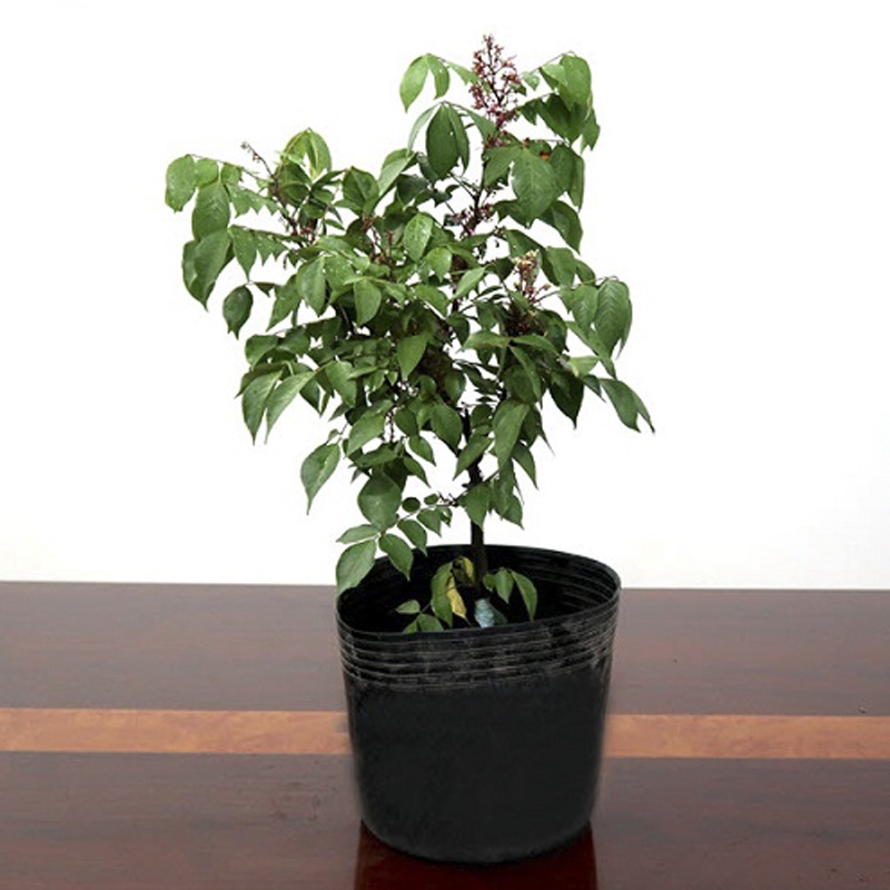 50 Chậu C13 LỚN 36x30cm nhựa PE dẻo trồng cây bền trên 10 năm-77118
