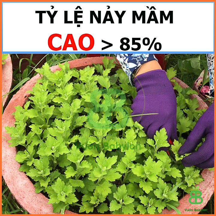 Hạt Giống Hoa Cúc Đại Đóa Bông To
