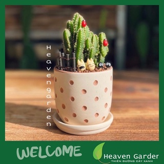 xương rồng thanh sơn size 10x9cm- cây để bàn mini