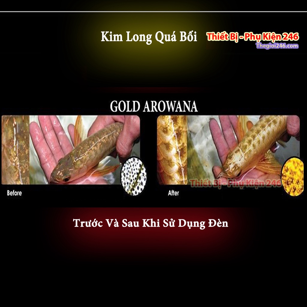 Đèn cá rồng XML Tanning Kim Long ( Vàng) cao cấp 4 hàng bóng đèn xuanmeilong chuyên cho cá rồng