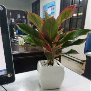 Cây phú quý để bàn