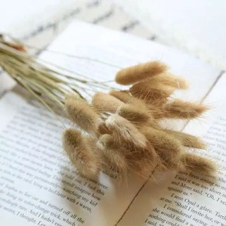 Phụ kiện chụp ảnh bông lau - cỏ lông thỏ