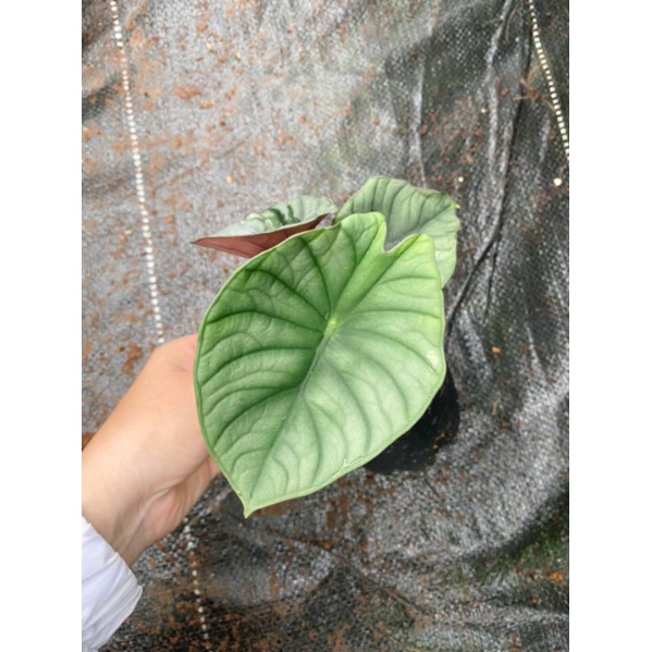 alocasia reginae - Cây con, cây có rễ khoẻ mạnh, lá cây đang up size