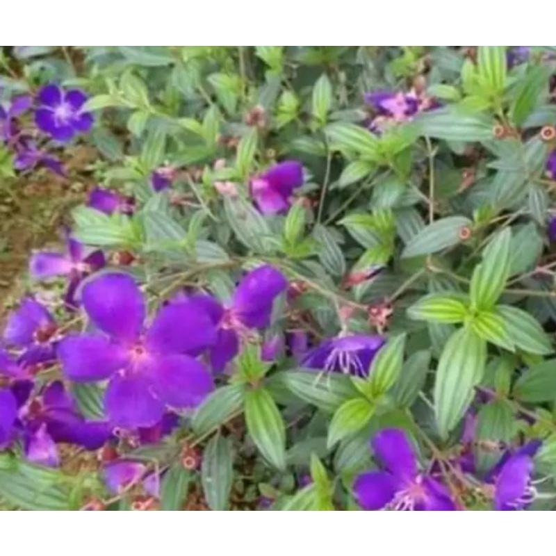 Mua Thái..cây giống cao 15cm