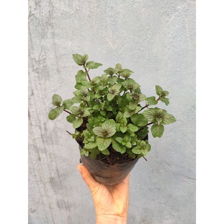 Bầu cây bạc hà chocolate