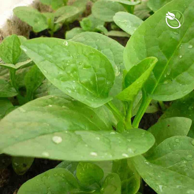 Hạt Giống Mồng Tơi Cao Sản  Phú Nông - Gói 20g - 50g - Ceylon Spinach
