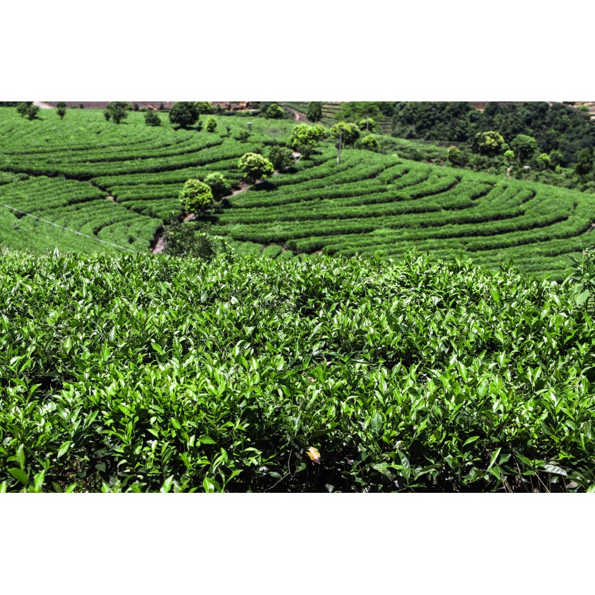 Bạch Trà Cổ Thụ Phúc Kiến, Vân Nam thêm vỏ quýt (01 Gói dùng thử)