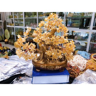 Cây tài lộc bonsai phong thủy đá ta. vàng - cao 40 cm