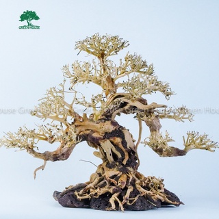 Lũa Bonsai, Lũa thủy sinh dùng trang trí hồ cá cảnh, hồ thủy sinh, văn phòng, nhà cửa- NHÀ XANH