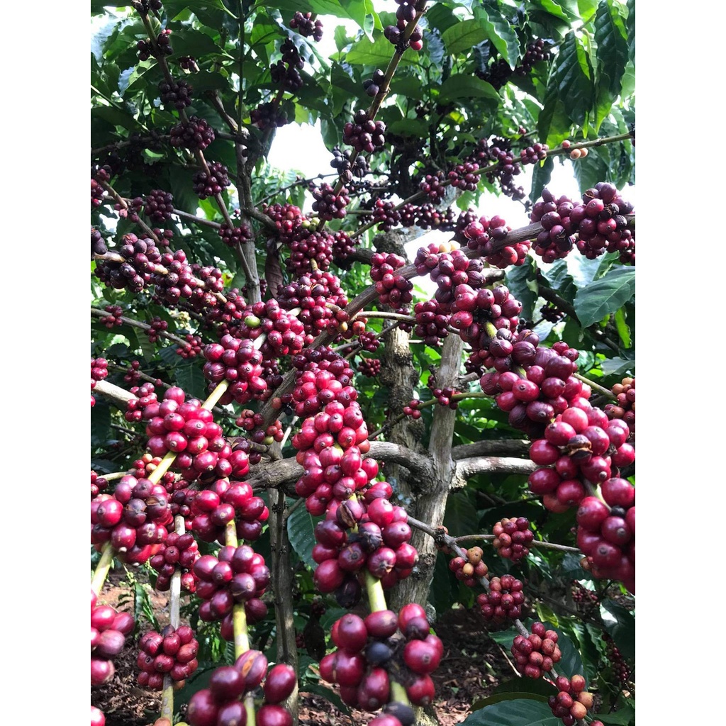 Cà phê Robusta red honey nguyên chất, rang mộc, hậu ngọt, hương vị caramel, socola | BigBuy360 - bigbuy360.vn