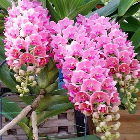 Hoa lan giáng hương ngọc điểm, cây to, bộ rễ khỏe,hàng bóc rừng + Tặng 02 cây nhót ngọt