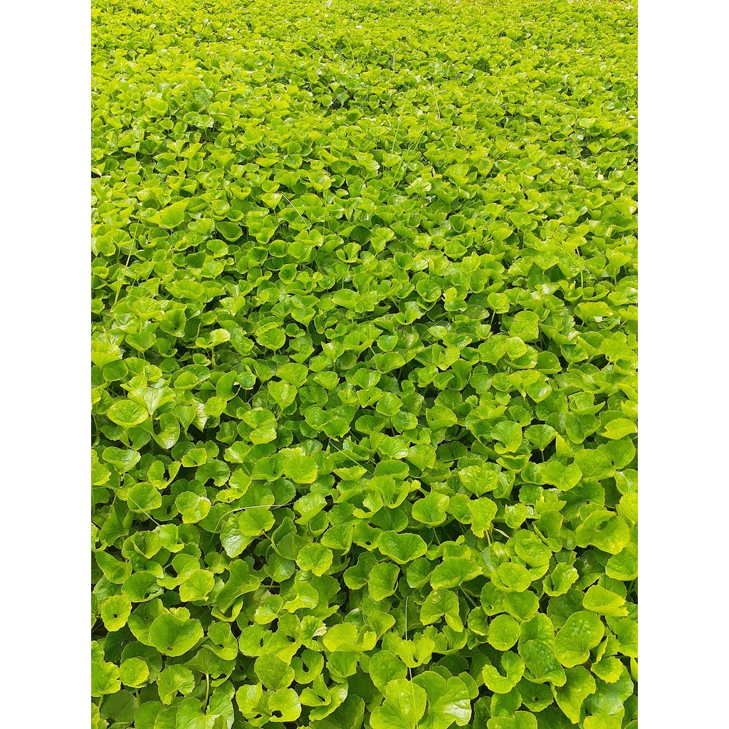 Bột rau má chuẩn nguyên chất mát gan đẹp da 500gr