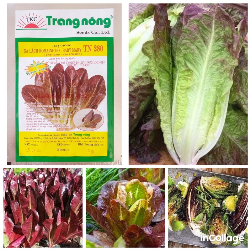 Hạt giống xà lách Romanei tím Trang Nông rất dễ trồng