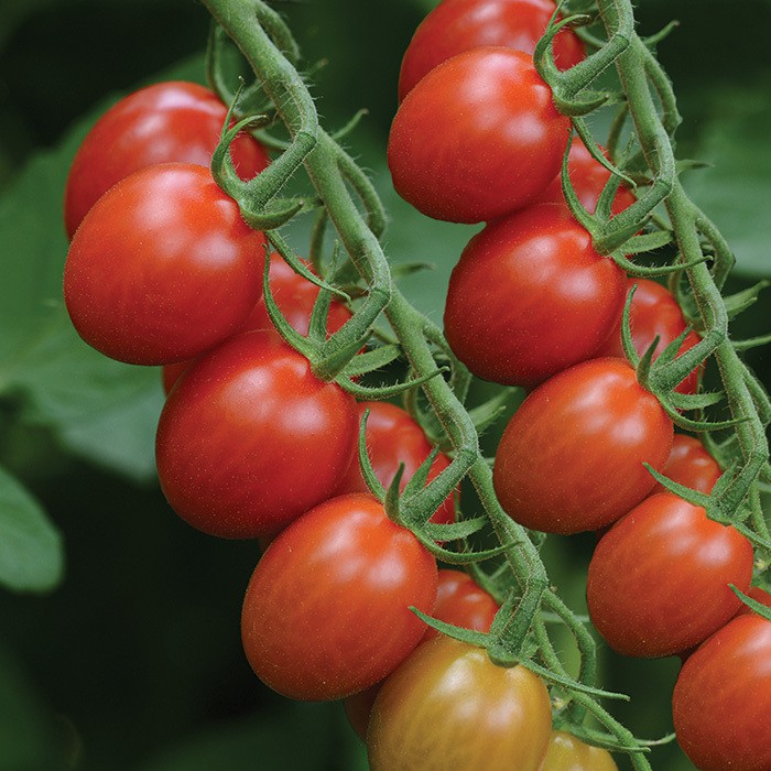 [Hạt giống Mỹ]  Gói 5 hạt giống cà chua trái cây Sugar Cherry chịu nhiệt - tỷ lệ nảy mầm 95%
