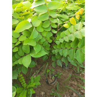 Cây Giống Khế Chua (Siêu Sai Siêu Sớm)