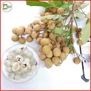 Cây nhãn lồng Hưng Yên (cây con - cây giống F1) trái thơm ngon lạ thường giống cây lùn xòe rộng năng suất ổn định - QD16