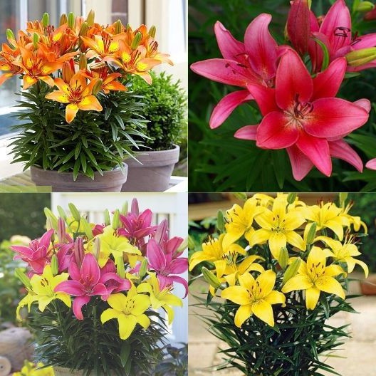 Bộ 5 củ giống hoa ly lùn nhiều màu _có các màu đỏ , vàng, cam. hồng , trắng - DC