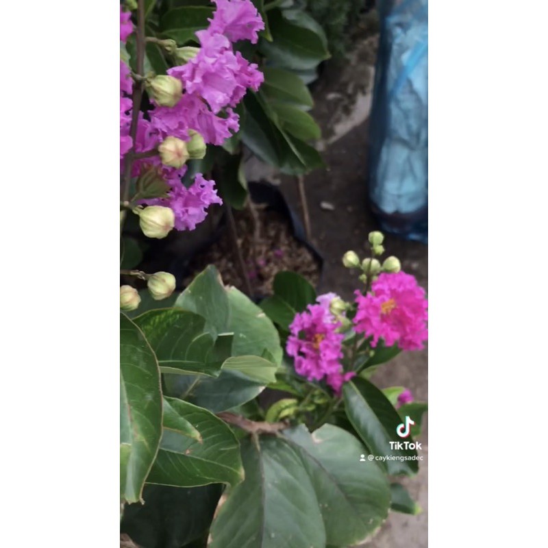 Caykiengsadec cay hoa bằng lăng thái + Tặng Phân Bón