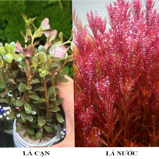 Cây Thuỷ Sinh Rotala Super Red- Vảy Ốc Siêu Đỏ (Cây Hậu-Trung Cảnh)