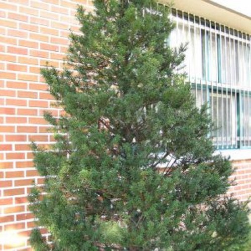 Cây giống cây thông caribe