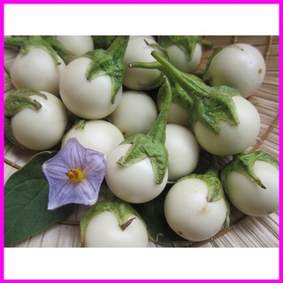 [ Hạt giống Rau] Gói 0.5gr Hạt giống cà pháo trắng cao sản - Mina Shop