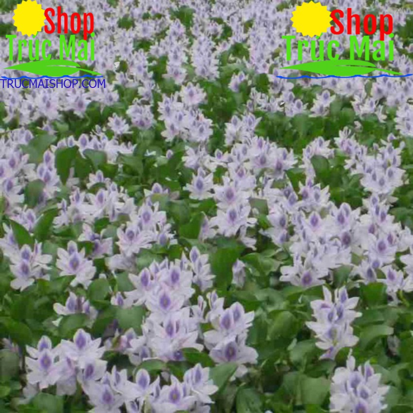 Rễ bèo Tây( lục bình) - Chiết cành Hồng sống 99,9%/ Gói 500g