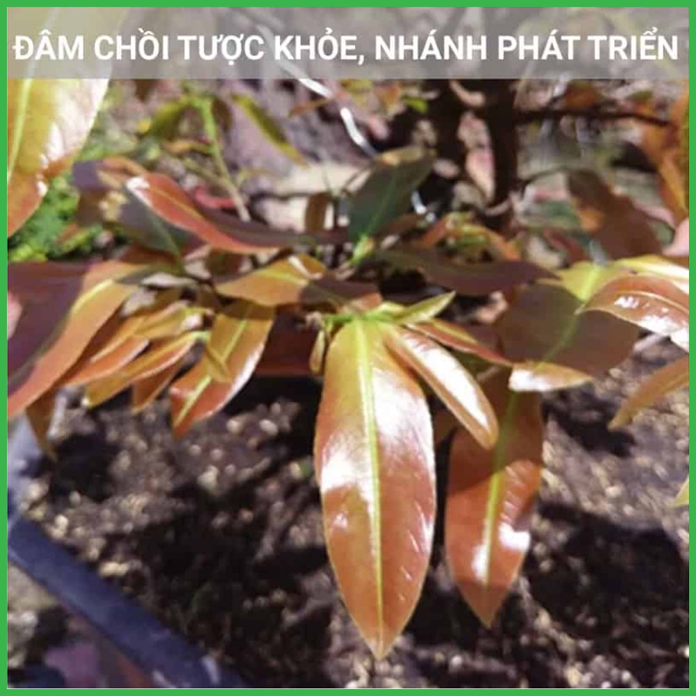 Phân Bón NPK 16-16-8+TE Cho Hoa Hồng - Cây Kiểng Và Rau Màu - 1 Kg