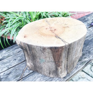 Khúc gỗ tự nhiên tròn size lớn gỗ cây bằng lăng (cao 20cm x phi 20-21cm) dùng trang trí vintage – đạo cụ – làm ghế – kệ