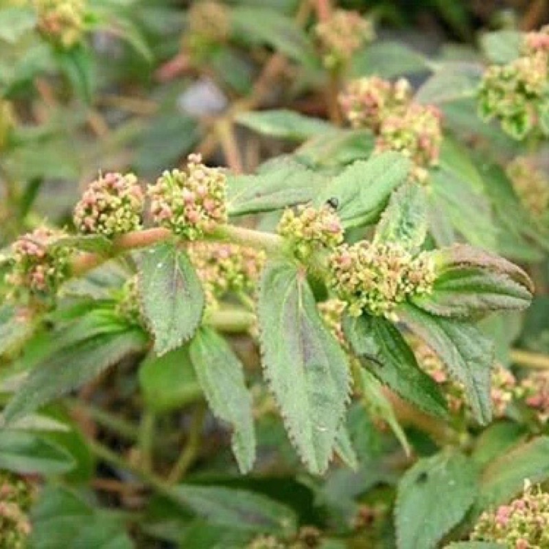 1kg Cây cỏ sữa lá lớn