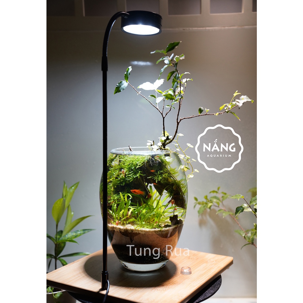 Bể thủy tinh siêu trong cao cấp