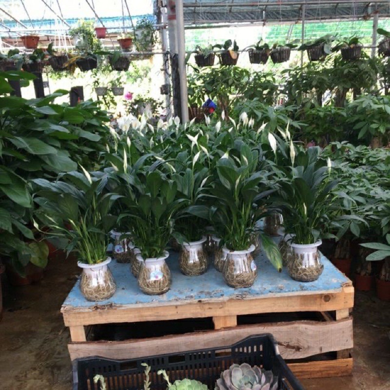 Lan Ý Siêu Bông Thuỷ Sinh