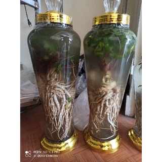 Sâm đương quy tươi 1 củ