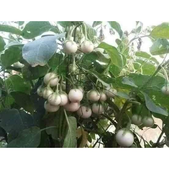 HẠT GIỐNG CÀ PHÁO TRẮNG GÓI 2GRAM