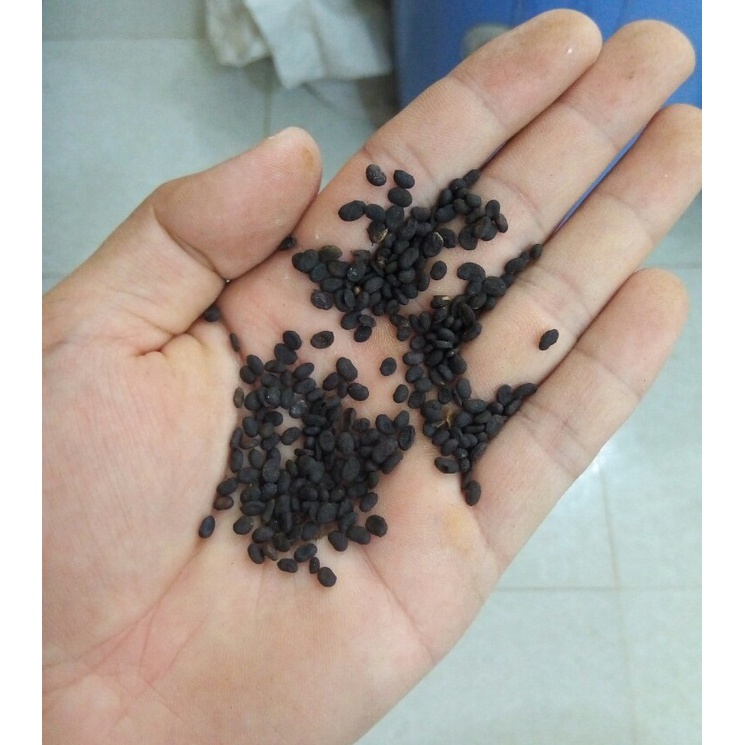 Phá cố chỉ khô thượng hạng JINDO 1kg
