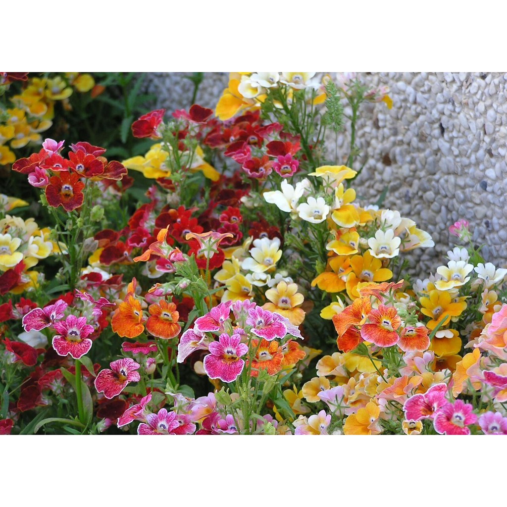 Hạt giống hoa Cúc Nemesia Mix 100 Hạt