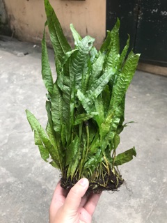 Dương xỉ Java thuỷ sinh