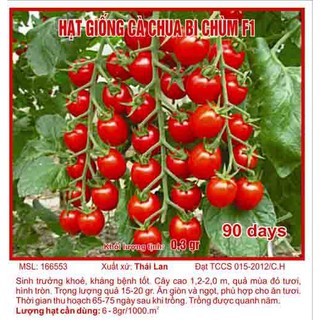 Hạt giống cà chua bi chùm
