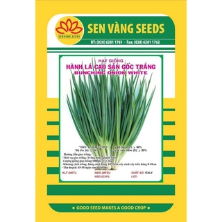 Hạt giống hành lá cao sản gốc trắng